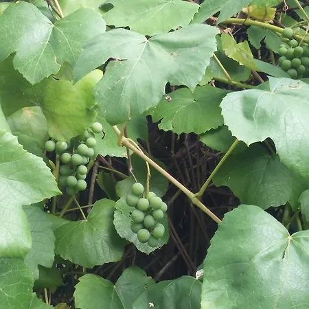 Panorama Bed & Breakfast Ustroń